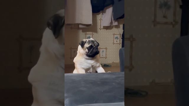 Деловая колбаса