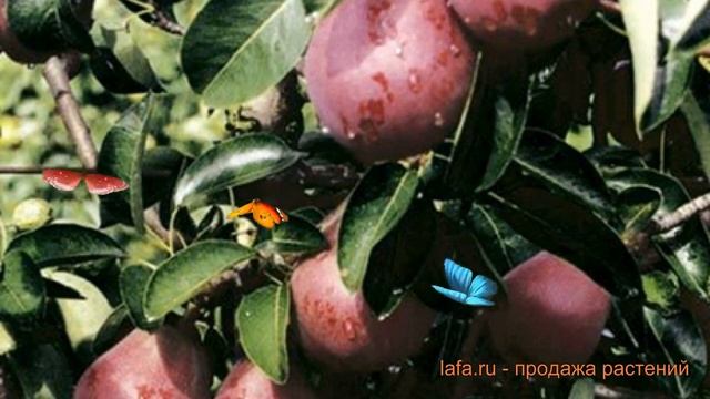 Груша плодовая Кармен (pyrus communis) ? груша Кармен обзор: как сажать саженцы груши Кармен смотреть онлайн