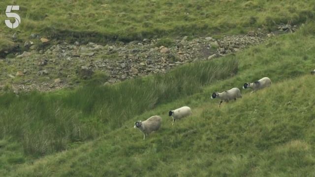 Amanda Owen Remembers The Foot & Mouth Disease | Ben Fogle: Return To The Wild | Channel 5 смотреть онлайн