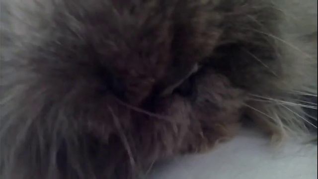 Кот ржачно шевелит усами во сне)) ахахах!! смотреть онлайн
