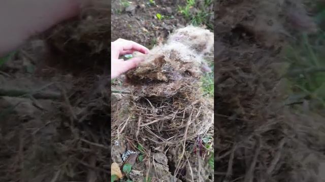 из чего состоит гнездо большой синицы смотреть онлайн