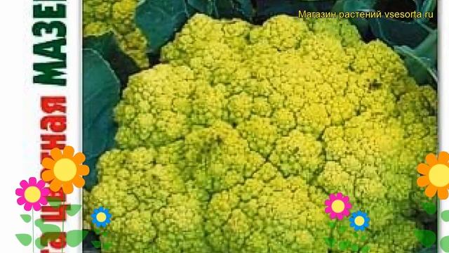 Капуста цветная Мазерата Зеленая. Краткий обзор, описание brassica oleracea Mazerata Zelenaia смотреть онлайн