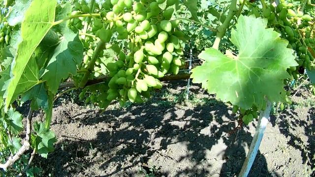 Нужно ли удалять грозди на винограде?! Нормировка гроздями. Мысли, советы