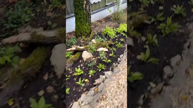 Золотая принцесса японская спирея, украшение любого сада ‼️ #макеева #мальков #садовод #дача смотреть онлайн