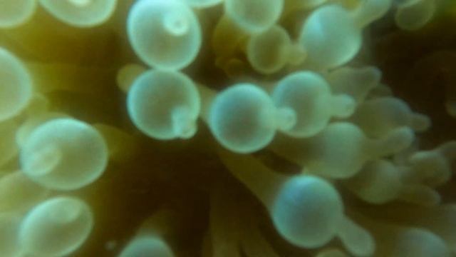 Kuredu, Maldives 2022 - Diving Trip (extended version) смотреть онлайн