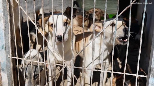 Фонд Брижит Бардо и немецкий Tierschutz приехали в Узбекистан (приют «Хаёт») спасать животных смотреть онлайн
