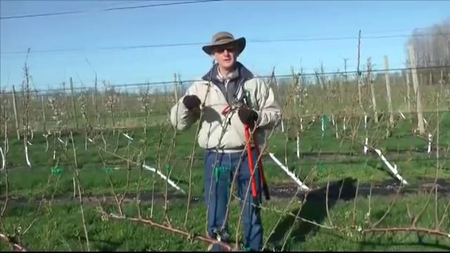 Формировка черешни метод "UFO". США смотреть онлайн