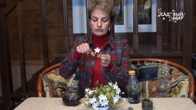 Как вырастить цветок Жених и невеста Колокольчик равнолистный смотреть онлайн