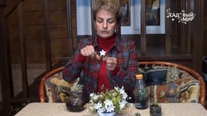 Как вырастить цветок Жених и невеста  Колокольчик равнолистный