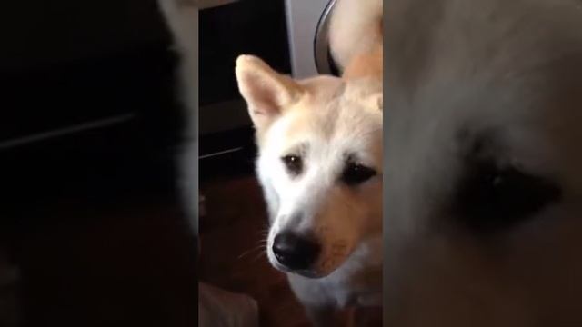 Собака как волк смотреть онлайн