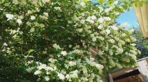 Самый неприхотливый, обильноцветущий кустарник-- чубушник.