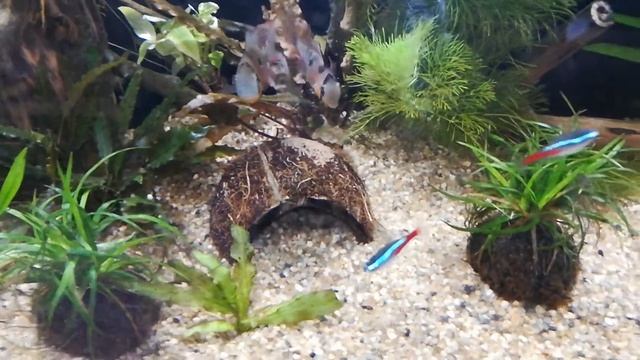 Боливийские бабочки. Нерест в общем аквариуме. смотреть онлайн