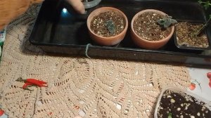 Чего посеяла и что взошло. Минисиннингии.