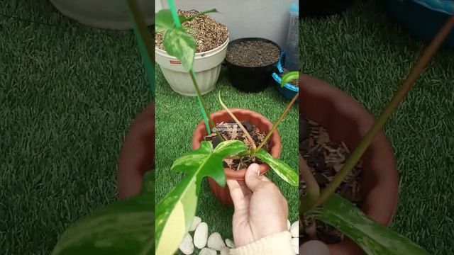Jual Philodendron Florida Beauty Varnya Cantik Banget смотреть онлайн