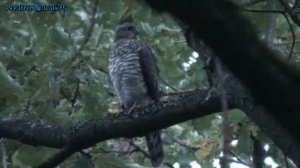 ястреб перепелятник слёток голос)