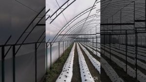 натяжка троса на шпалеру под виноград .