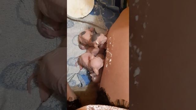 Первый прикорм котят .