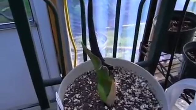 Dracunculus, sauromatum, and amorphophallus смотреть онлайн