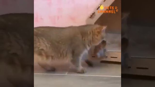 Мои, любимые питомцы кенгуру собака ? и ? смотреть онлайн