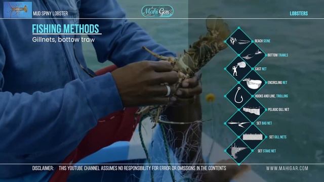 Mud spiny lobster | Langouste de vase | Panulirus polyphagus | Fish names смотреть онлайн