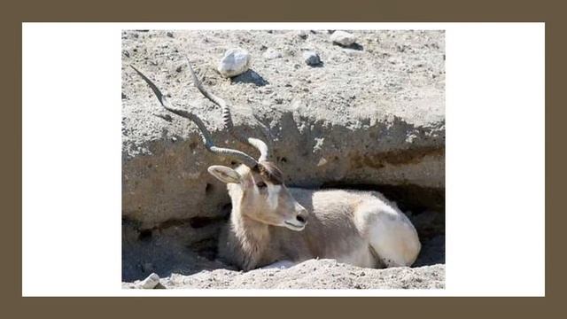СКАЗКА Аддакс смотреть онлайн