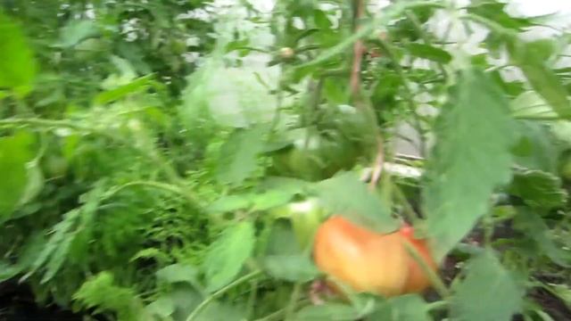 ПЕРВЫЙ УРОЖАЙ ТОМАТОВ БЫЧЬЕГО СЕРДЦА НА КОРНЮ В ИЮНЕ в поликарбонатной теплице смотреть онлайн