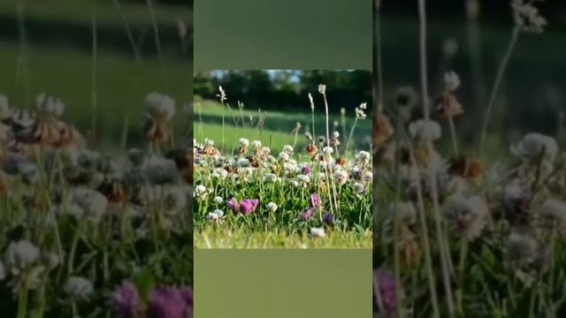 Тета-медитация на гармонизацию состояния. смотреть онлайн