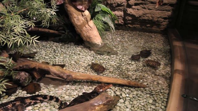 Dubai Mall Underwater Zoo [1080p HD] смотреть онлайн