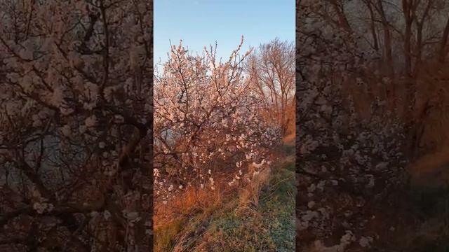 Акита-ину Волгоград смотреть онлайн