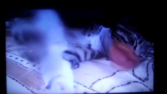 Тупые котики смотреть онлайн