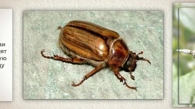 Борьба с майским жуком Несколько советов смотреть онлайн