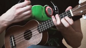 Разбор Nirvana Rape Me на Укулеле с Нуля