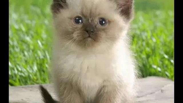 ПОЧЕМУ КОТИКИ ТОПЧУТ НАС ЛАПКАМИ? смотреть онлайн