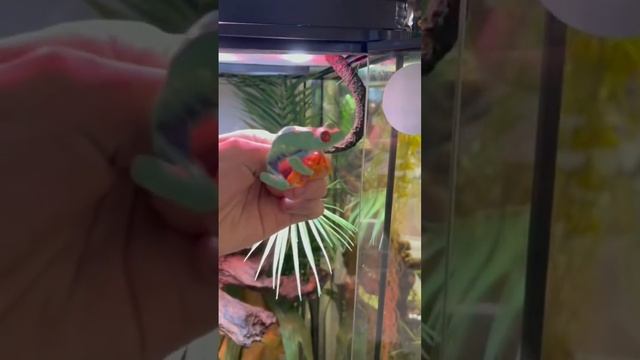 Мои лягушки орут на весь дом!