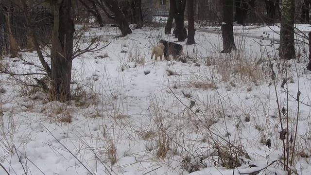 Абрикосы. черные и белые короли и королевы смотреть онлайн