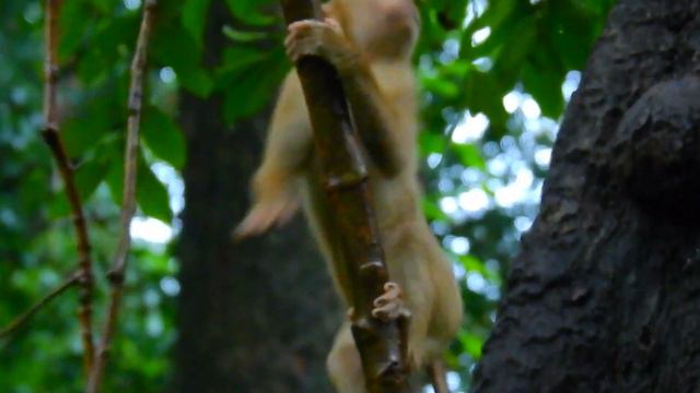Sister Savanna Climbs Tree To Rescue Brother Candy Who Gets Stuck On High Tree смотреть онлайн