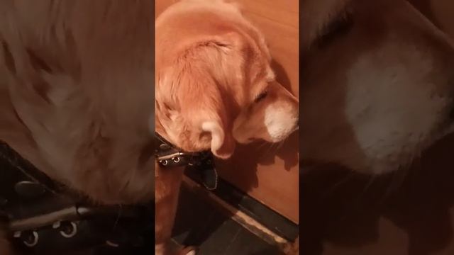 Соседскую собаку запустили во двор. Канитель переживает. смотреть онлайн