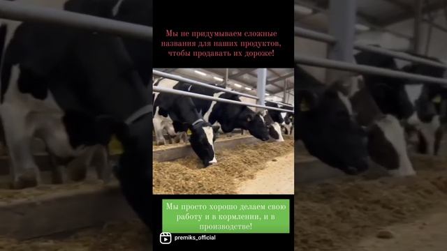 Корма для КРС. Составляем рецепты под каждое хозяйство. Компания "Премикс" Тимашевск смотреть онлайн