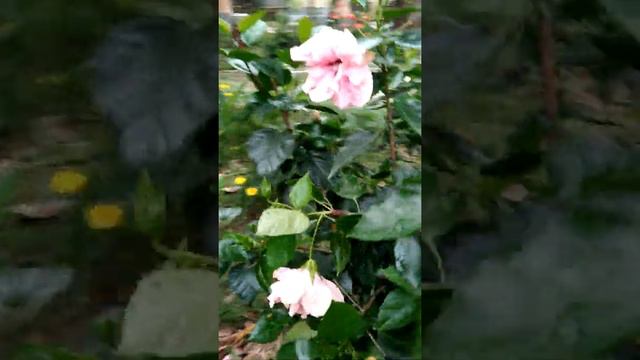 Pink colour hibiscus flower / Double Hibiscus plant / Govindo joba / #Tropical plant смотреть онлайн