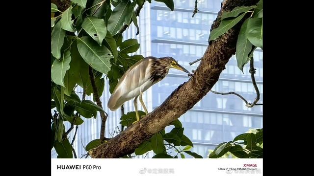 Huawei p60 pro camera test compilation #huaweip60pro #huawei #tecnologia смотреть онлайн