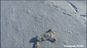 #Охота на зайца-русака. Лучшие моменты. Часть ~ 3 ...#охота#охотаназайца#охотаназайцатроплением