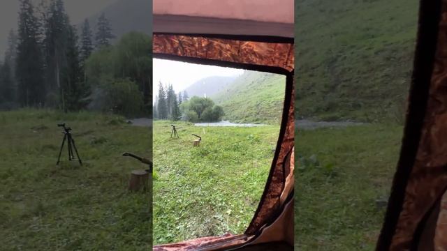 Если вы мечтали о РЕАЛЬНО комфортном кемпинге - заходите к нам! #пфберег #кемпинг #палатка смотреть онлайн