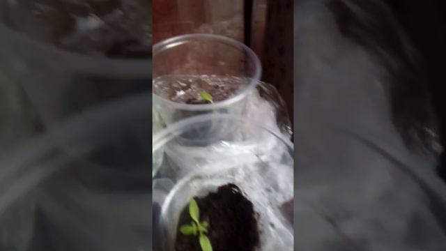 СЕКРЕТ ХОРОШЕЙ РАССАДЫ смотреть онлайн