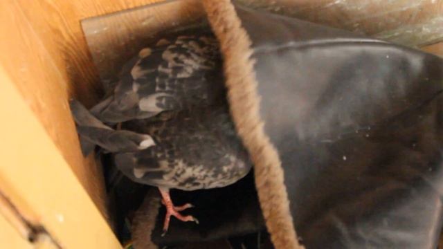 Уличный голубь в квартире залез в сапог ✿ The pigeon climbs into the boot смотреть онлайн