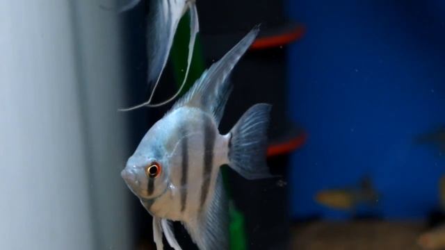 Pterophyllum scalare "zebra azul" смотреть онлайн