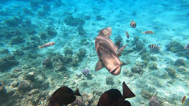 Египет. Красота Красного моря😍🐟🐠 смотреть онлайн