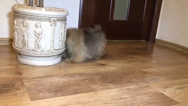 ❤️В продаже Мишка померанский шпиц Оранж окраса ❤️ смотреть онлайн