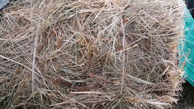 Сено - Солома ??? Чем Отличается В Мульче // Где ЕЕ ВЗЯТЬ // Май 2022 г // С.Х.У смотреть онлайн