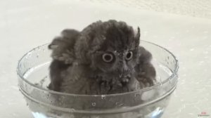 10 причин купить сову - Интересные факты!