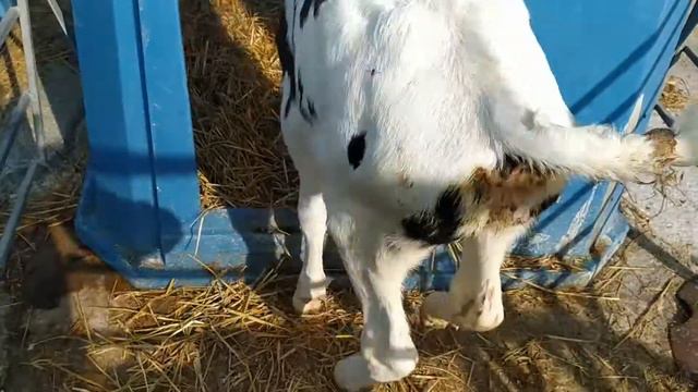 СельХоз практика ЭкоНива смотреть онлайн